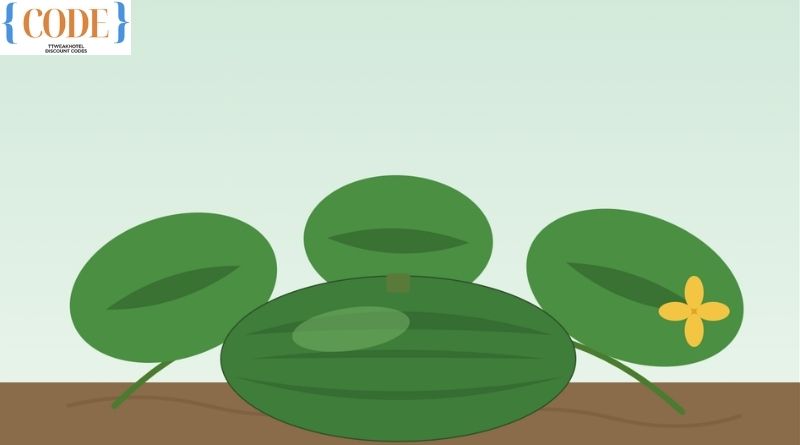 Solomon Marrow